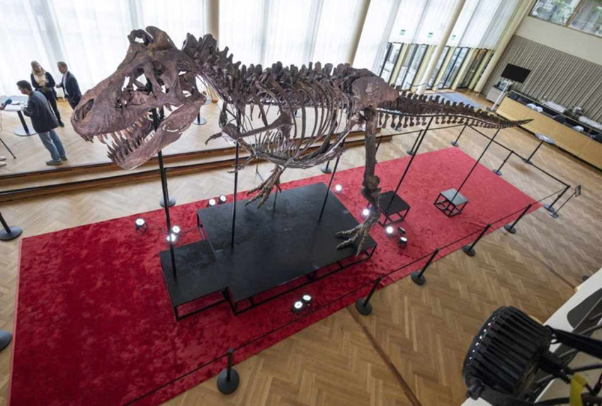 Esqueleto de T-rex ensamblado es subastado por cantidad millonaria