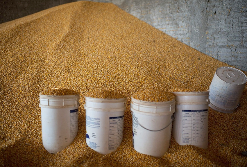 Aumenta importación de maíz de EEUU, señala la Sader
