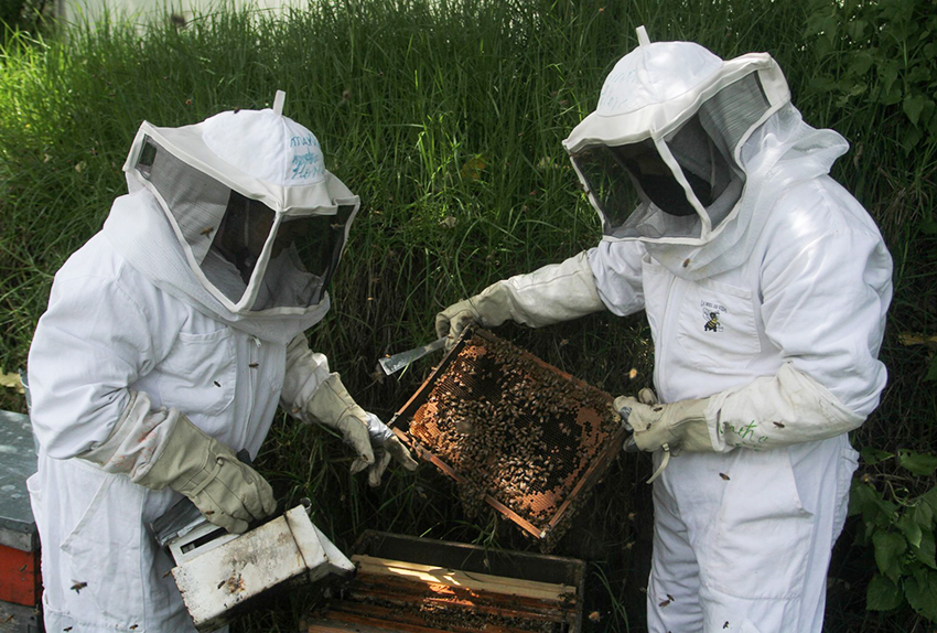 Senadores exigieron castigo por el ecocidio de 300 mil abejas en Campeche