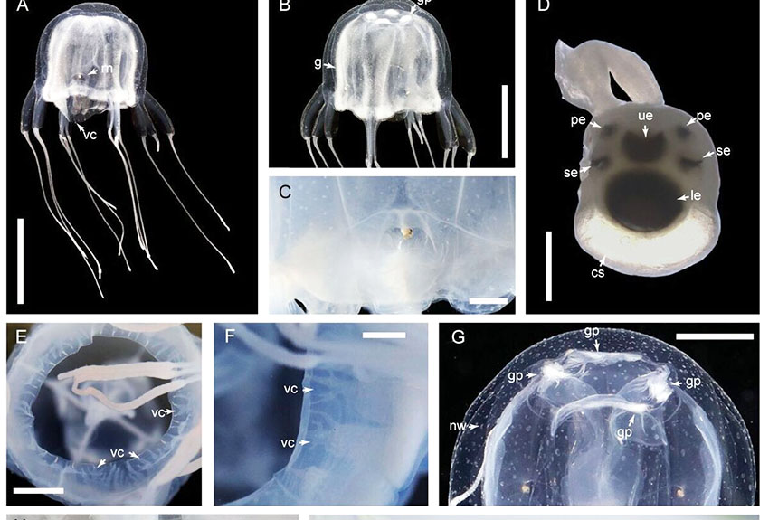 Descubren nueva especie de medusa con forma de cubo