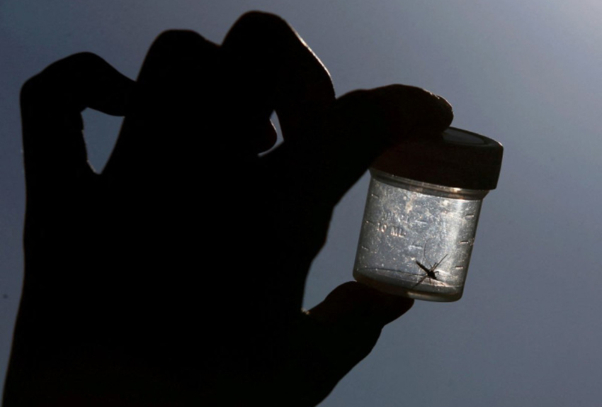Detectan 5 casos casos de malaria en Florida y Texas, los primeros en décadas en EEUU