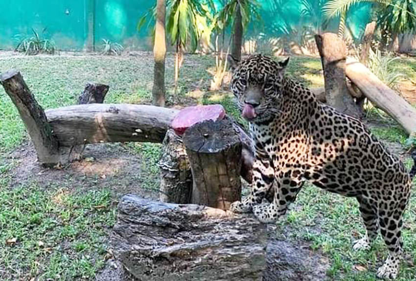 Informan deceso de jaguar “Tarahumara”, a sus 13 años de edad