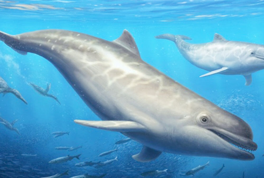 Nueva especie de ballena de hace 28 millones de años