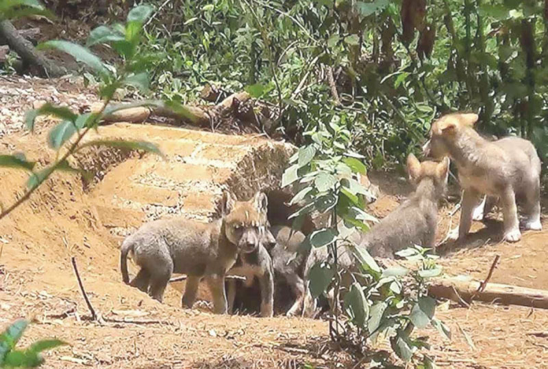 Nacimiento de 4 hembras y 3 machos, la nueva esperanza para el Lobo Mexicano
