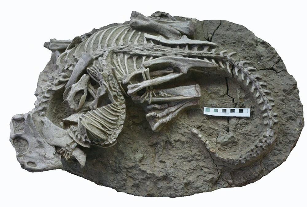 Hallazgo inusual demostraría que mamíferos cazaban dinosaurios