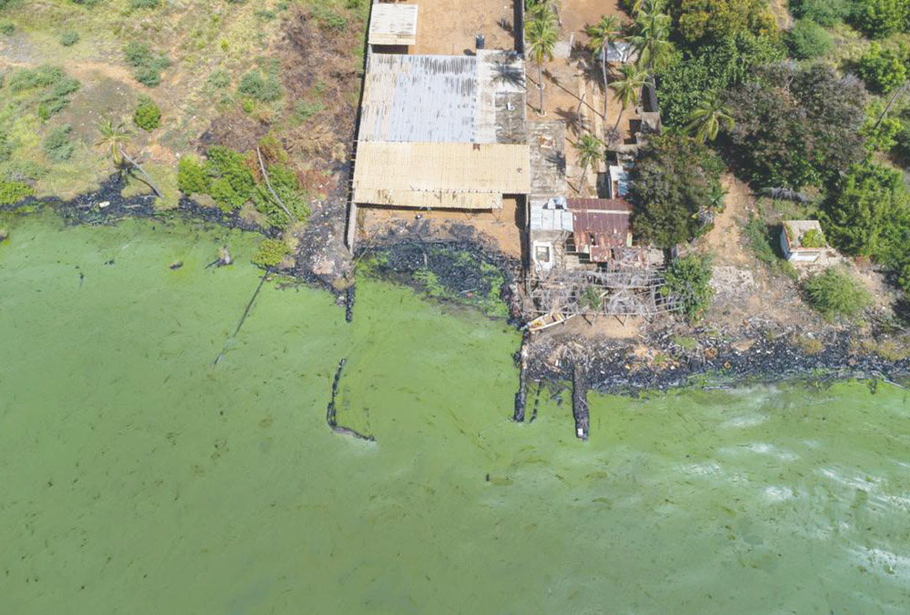 Lago se vuelve verde por derrame petrolero en Venezuela