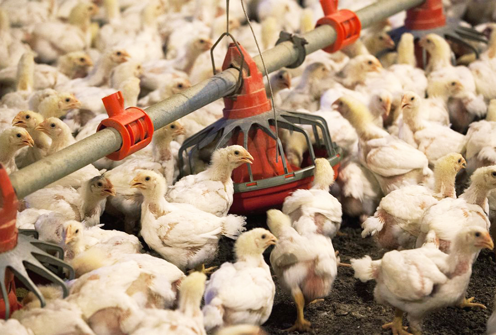 Advierte la OMS: Riesgo de pandemia por gripe aviar