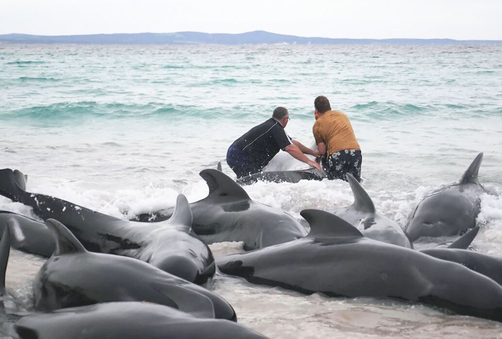 Mueren 51 ballenas piloto en Australia