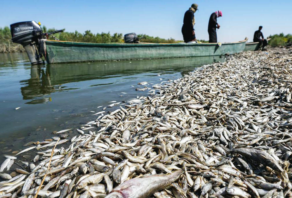 Sequía en Irak deja miles de peces Muertos