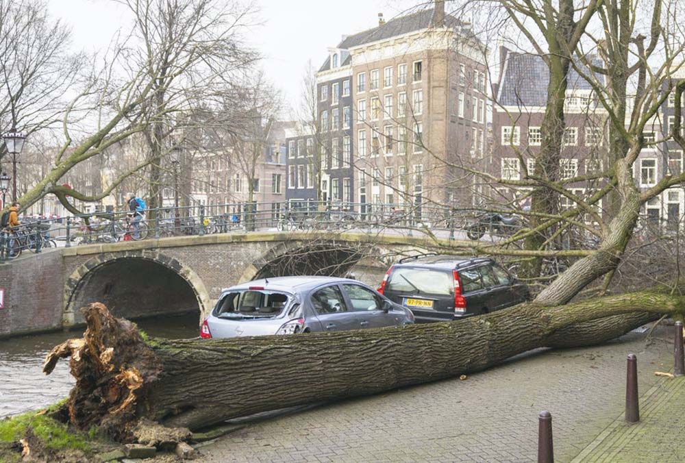 Fuertes vientos en Alemania. Mujer muere aplastada por un árbol