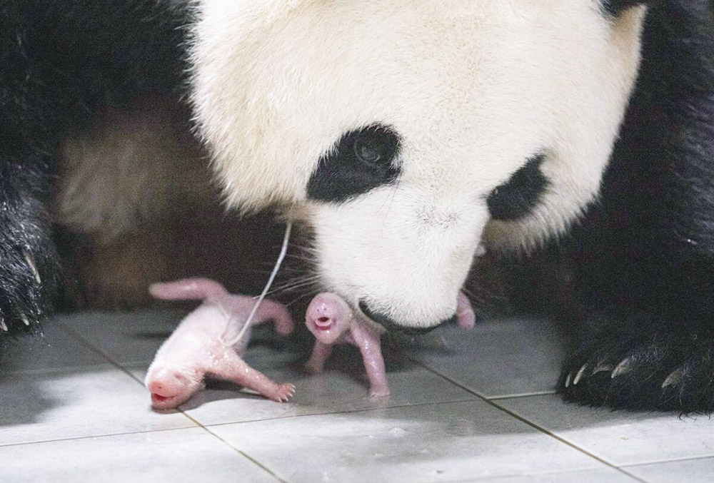 Nacen pandas gemelos en Corea del Sur
