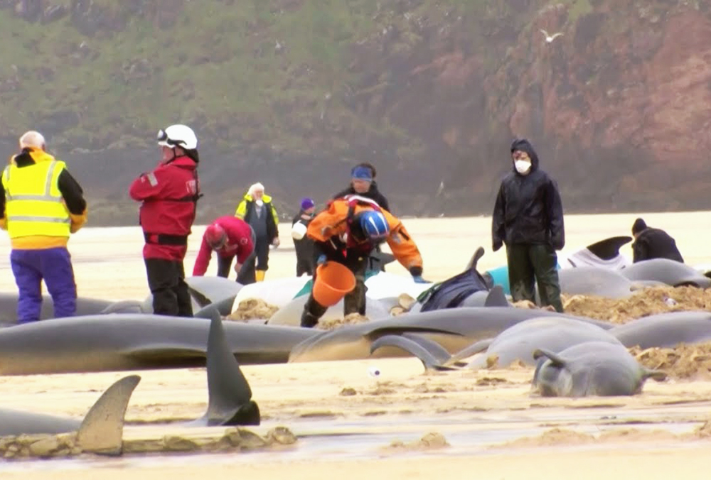 Mueren ballenas en una playa de Escocia