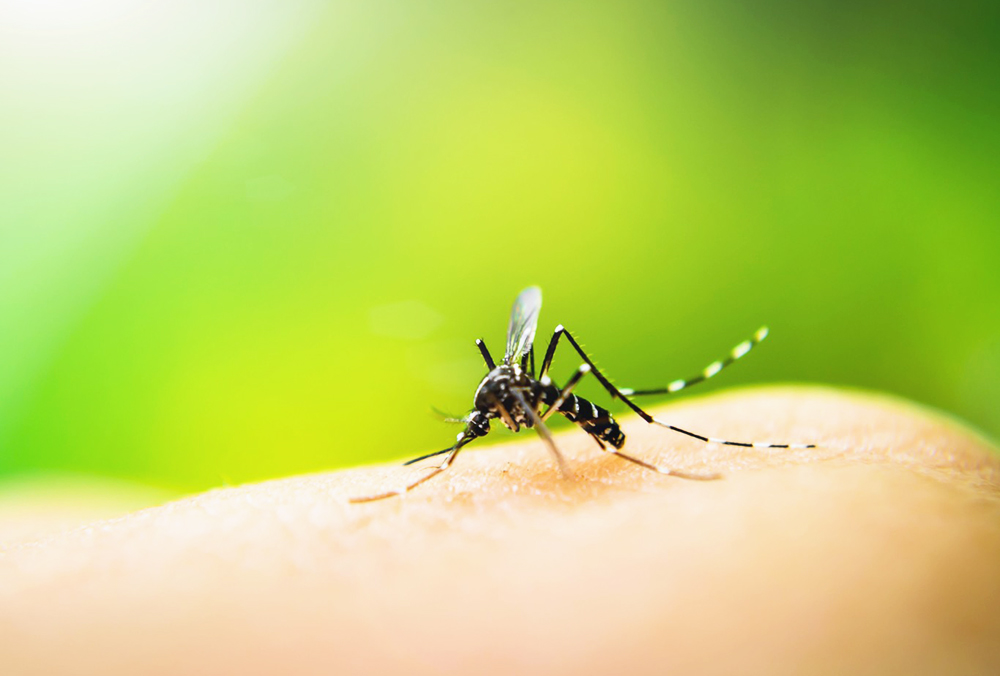 El dengue está a la alza. Chiapas con 241 casos