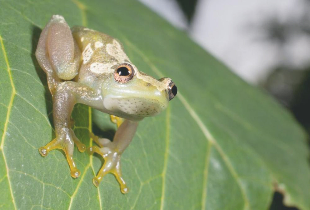 Descubren nuevas especies de ranas en la Amazonía colombiana