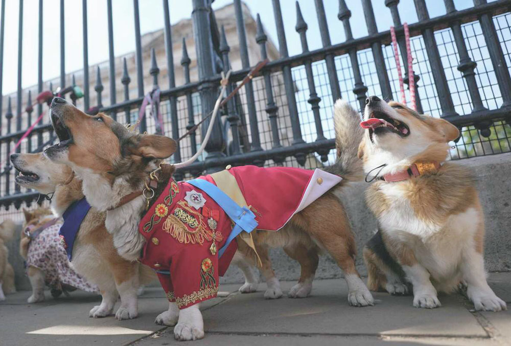 Recuerdan a la reina Isabel II con desfile de perro corgi