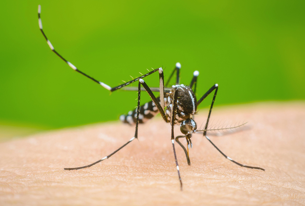 Riesgos por brote de dengue en embarazadas y niños