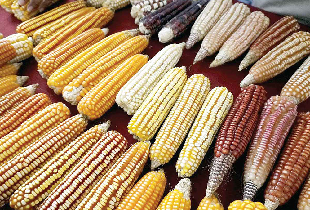 Inversión en riego, sequía amaga al maíz