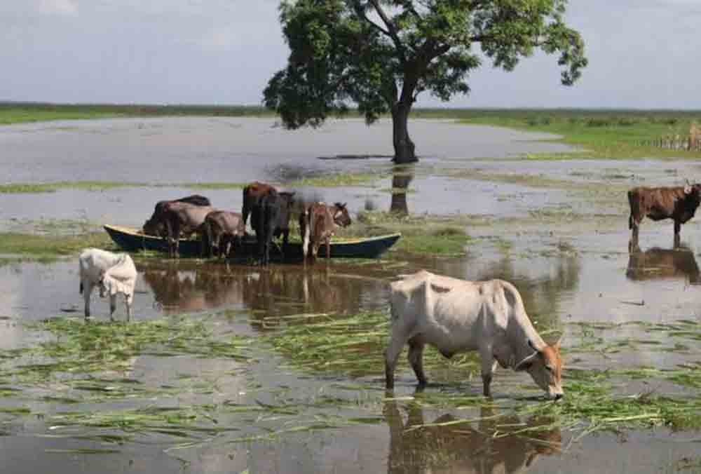 Hay recursos para productores afectados por las lluvias: Sedafop