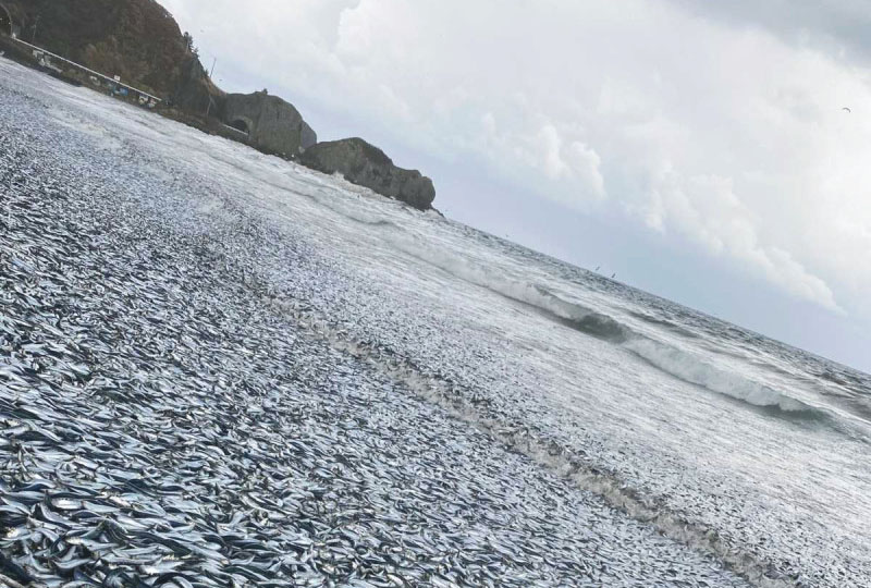 Hallan miles de peces muertos en las costas de Japón; así grabaron el momento