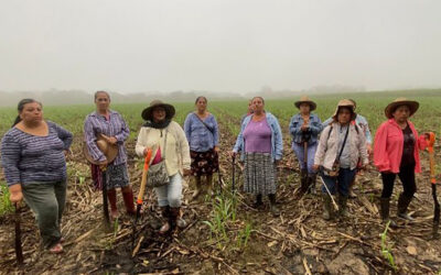 Rescatan unidad agrícola. Mujeres cultivan la caña
