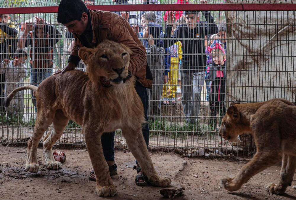 Animales del zoológico de Gaza mueren de hambre