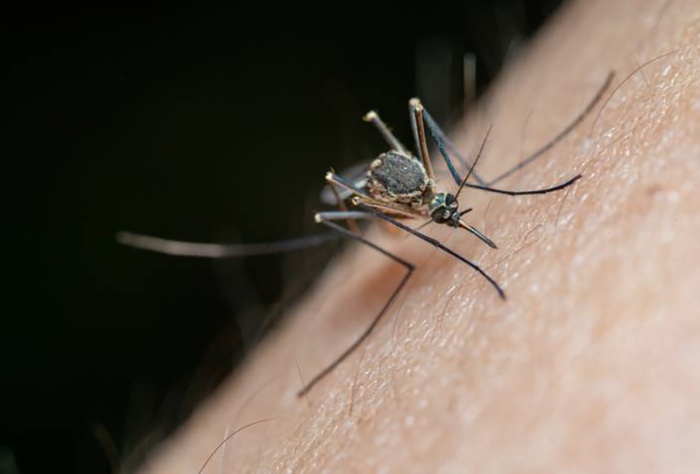 Veracruz se convierte en el primer lugar en muertes por dengue