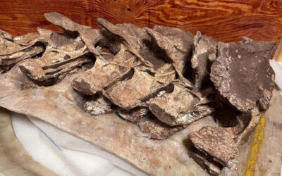 Hallan fósiles de nuevo titanosaurio en China