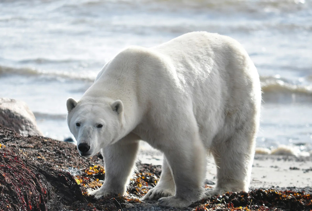 Osos polares en peligro de morir tras alteración del verano ártico