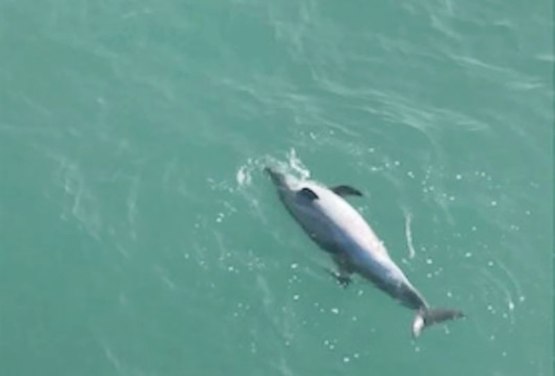 Se prende alerta en hábitat de vaquita marina: aparecen 28 delfines muertos