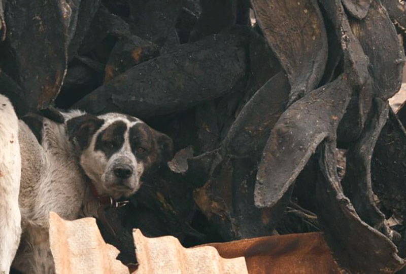 Veterinarios ayudan a perritos heridos en incendios en Chile